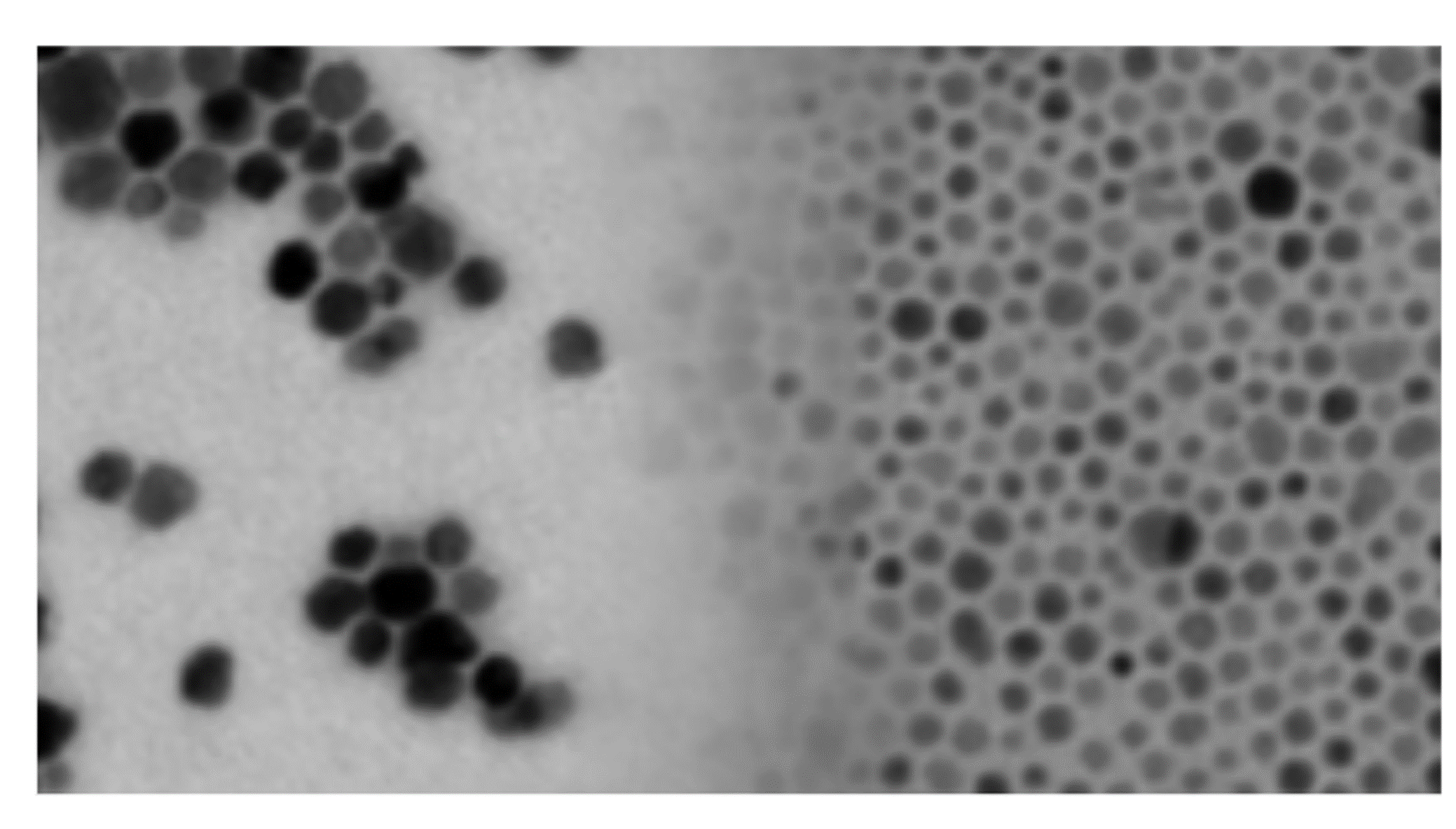 TEM of MNPs with different sizes