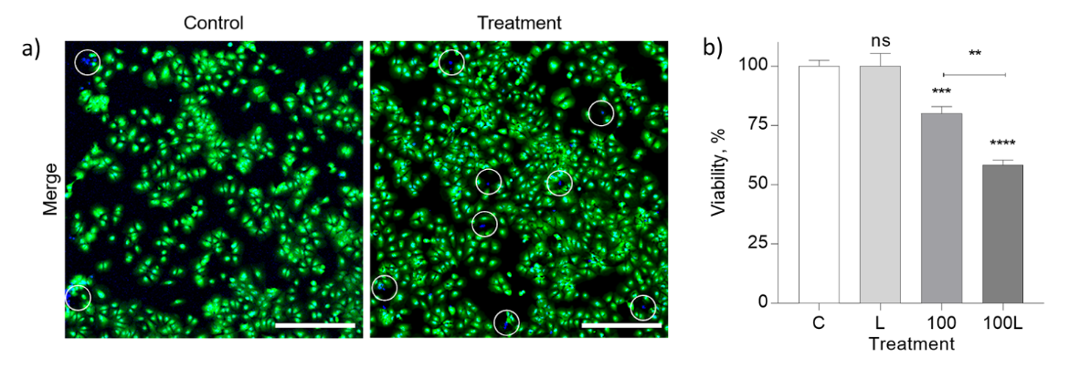 Enlarged view of Huh7 cells