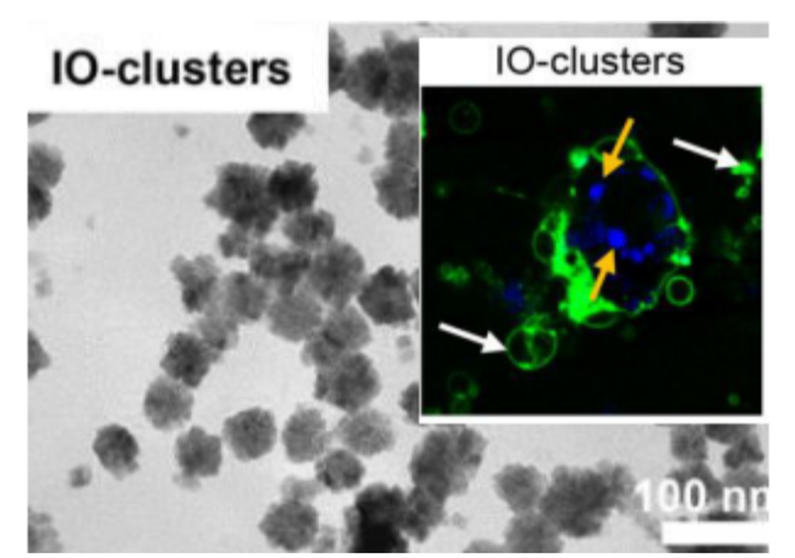 Enlarged view of Tumor cells stimulation