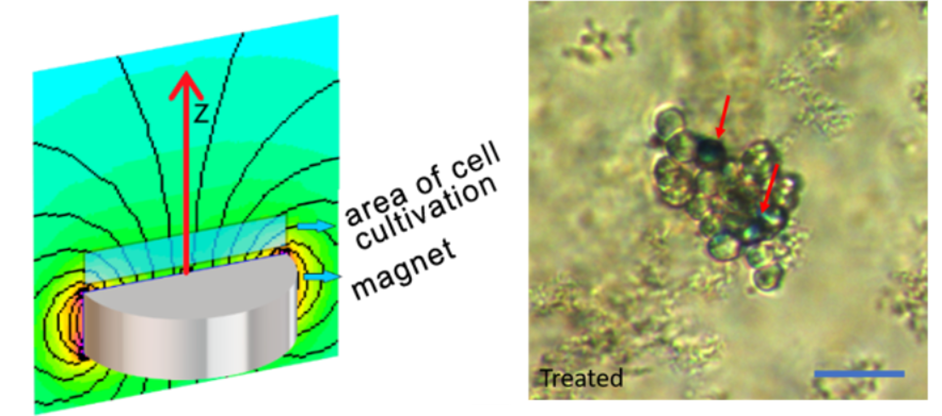 Enlarged view of Magnetic field assisted treatment